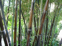 451 Longwood Gardens [2008 August 23]